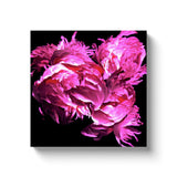 Fuchsia Peonies Original Studio Art Canvas Print - Canvas Wrap Wall Art - Designer Home Decor - Marie Livet