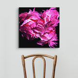 Fuchsia Peonies Original Studio Art Canvas Print - Canvas Wrap Wall Art - Designer Home Decor - Marie Livet
