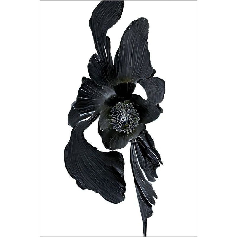 Original Digital Studio Art - Black Flower - Giclée Print - Marie Livet